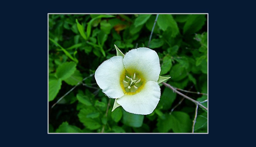 Fibonacci squence in nature - mariposa lily